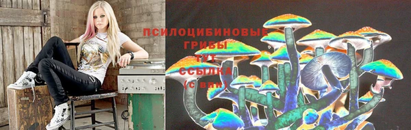 крисы Магадан